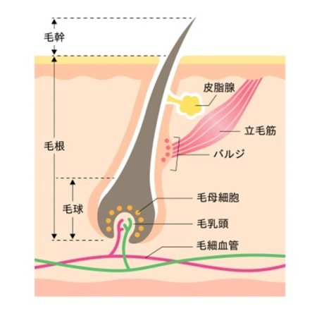 医療脱毛♡どうやって毛は生えてこなくなるの？？？ | 美容皮膚科