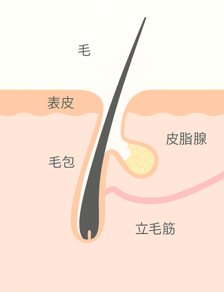 毛穴の仕組みと役割について徹底解説！毛穴悩みの原因は？ | 美容皮膚科